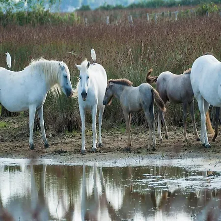 Characteristic In With Pool *