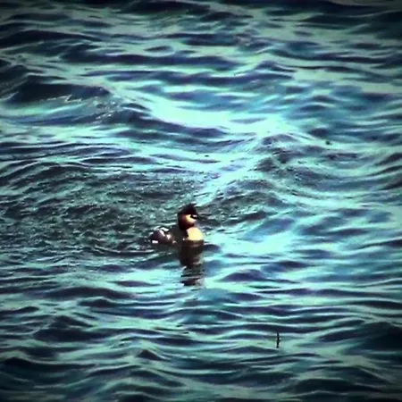 Characteristic Apartment In Codigoro With Pool * Codigoro