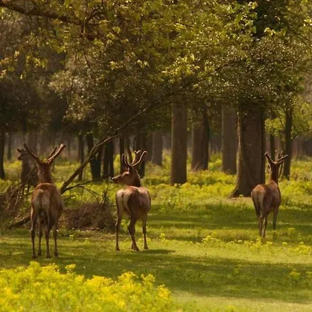 דירה Characteristic In With Pool *
