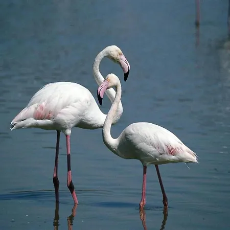 דירה Characteristic In With Pool קודיגורו