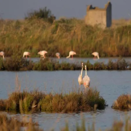 Characteristic In With Pool * קודיגורו