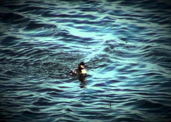 Characteristic In With Pool * Codigoro