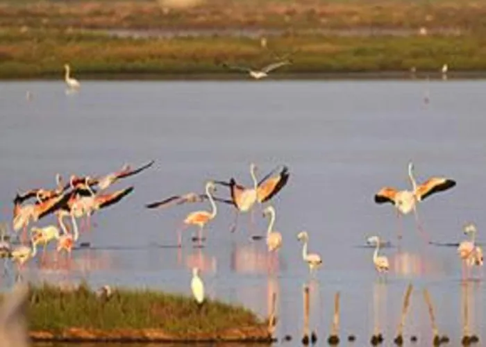 Characteristic In With Pool