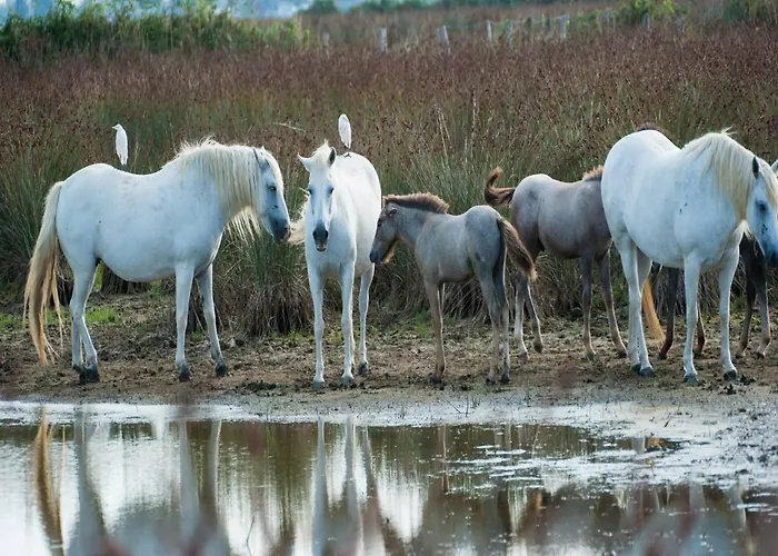 Apartment Characteristic Apartment In Codigoro With Pool Codigoro
