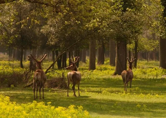 Apartamento Characteristic In With Pool *